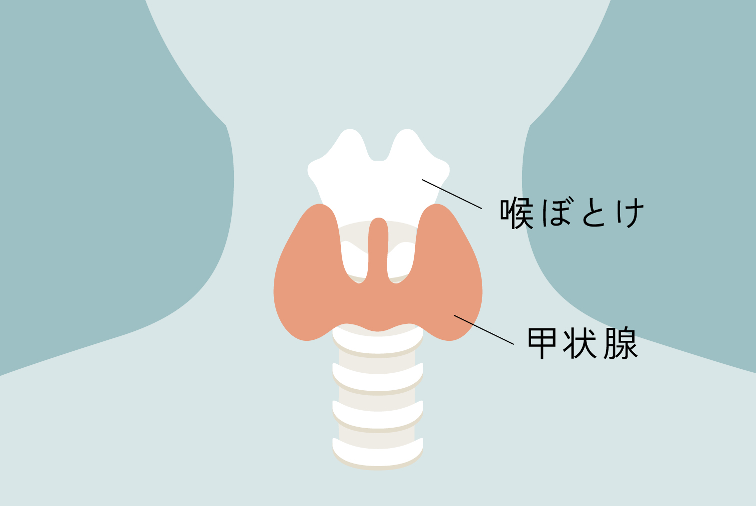 甲状腺とは