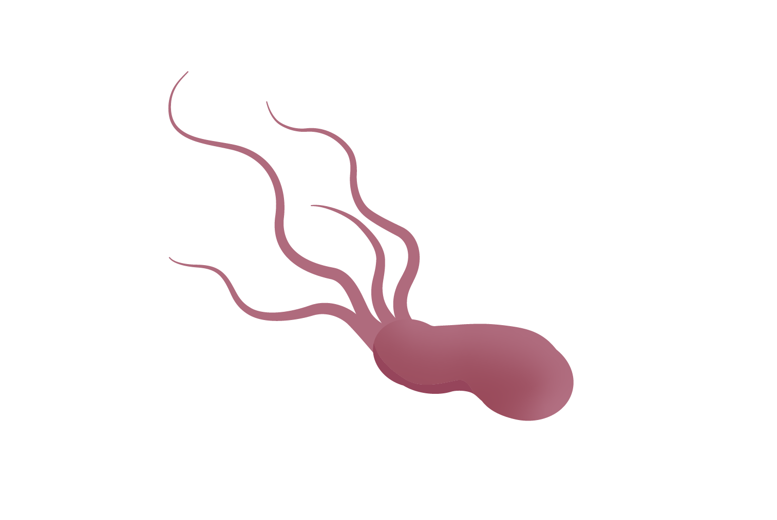 ヘリコバクター・ピロリ