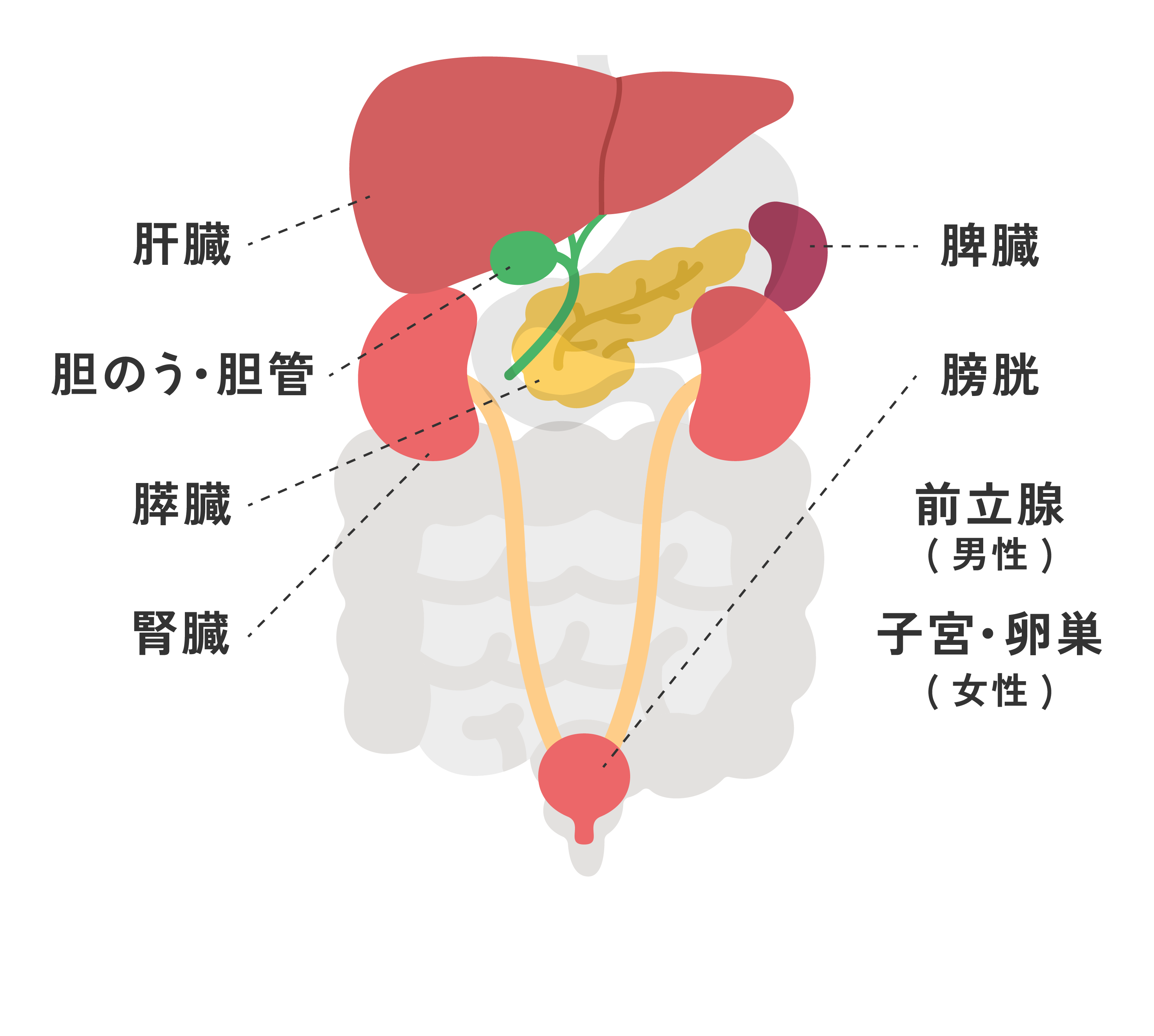 主な臓器